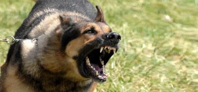 Vicious dog showing teeth