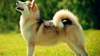 Husky dog standing in grass