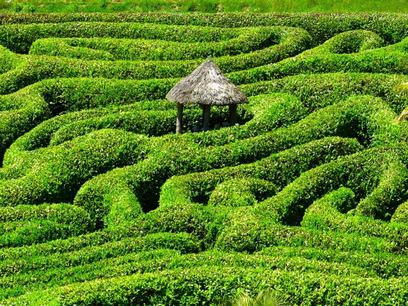 Elaborate maze of bushes