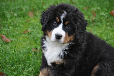 Big Dog Bernese Mountain Dog puppy sitting in the grass