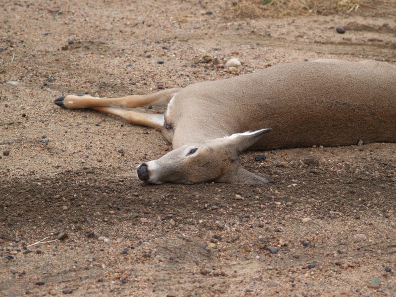 Deer lies dead in the dirt.