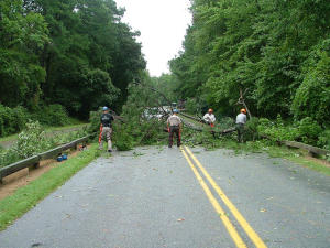 fallen tree in road