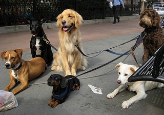 Dogs on leashes on the street