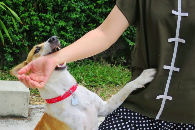 medium sized dog biting arm of a person