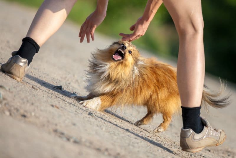 shetland sheepdog tries to attack jogger