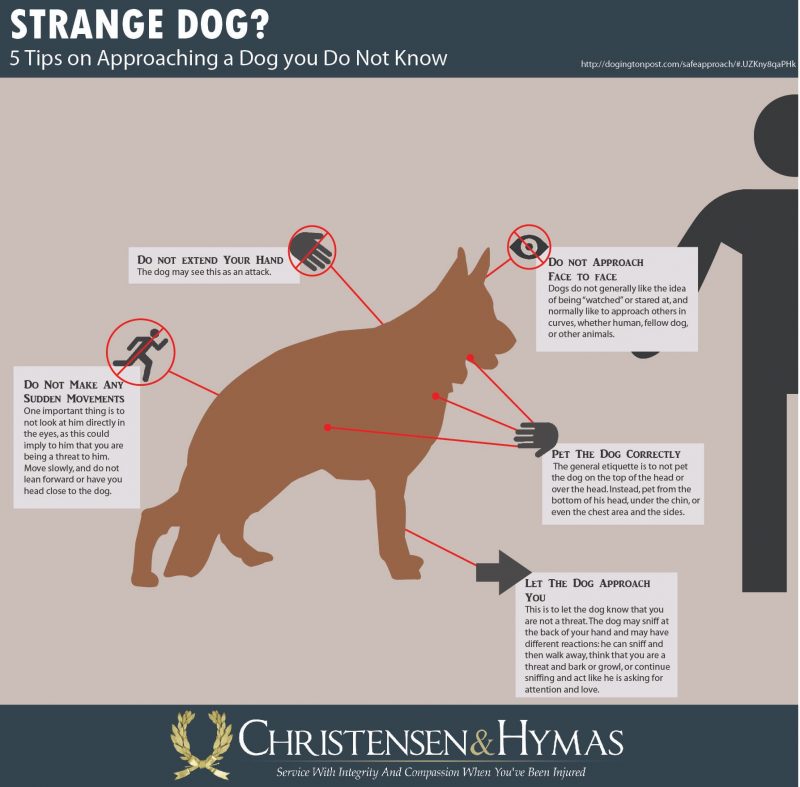 strange dog infographic