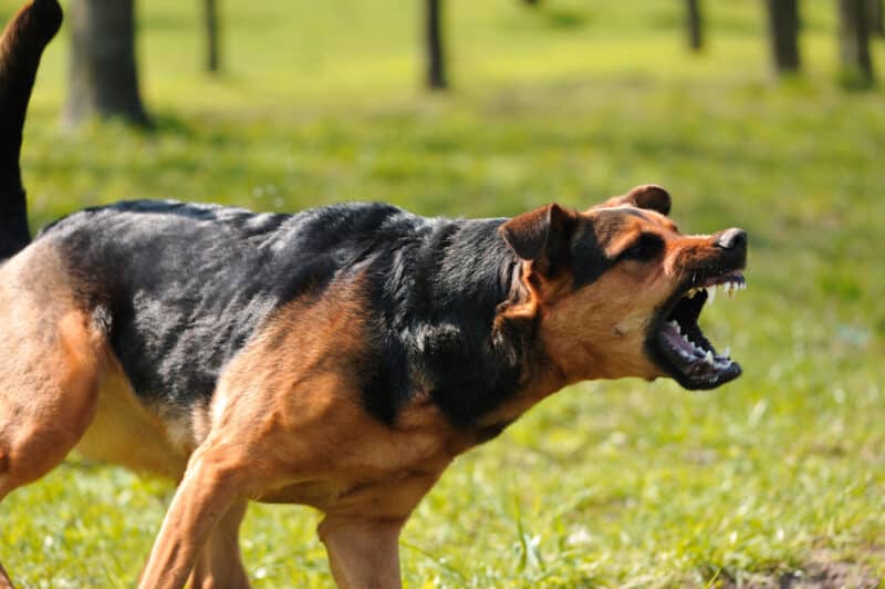 Dog bite or animal attack set you back