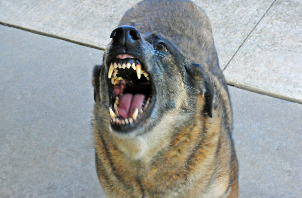 Aggressive dog baring teeth
